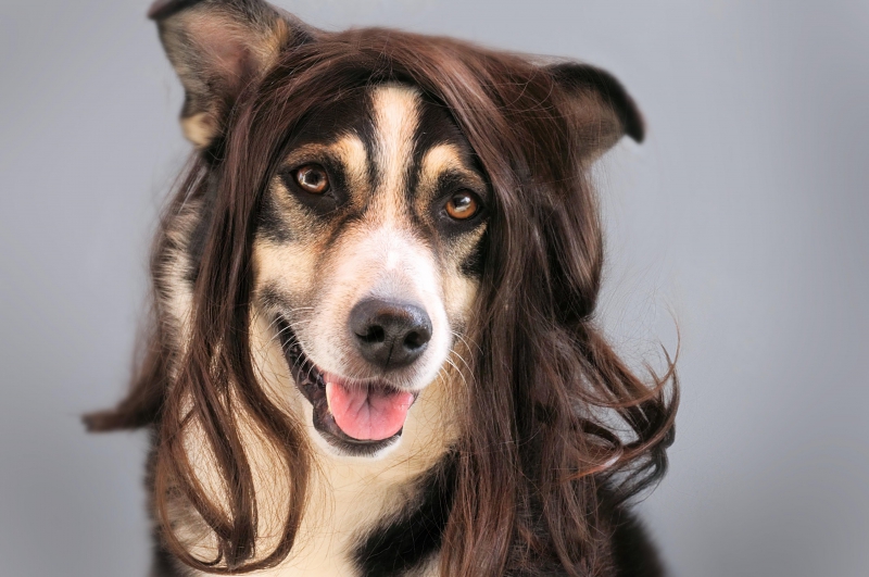 coiffure-PEILLON-min_dog-1776721